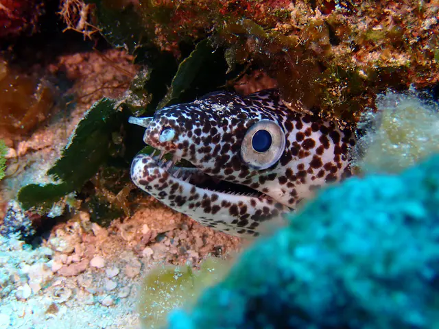 Underwater photograph by Joel Bergsma