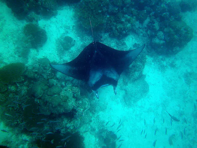 Manta Ray glides by directly under me.