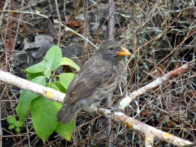 Woodpecker Finch.