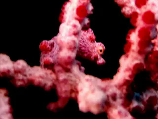 Underwater photograph by Joel Bergsma