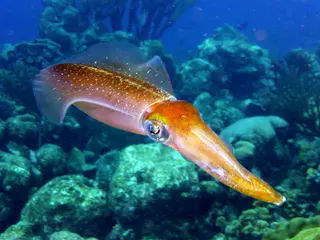 Underwater photograph by Joel Bergsma