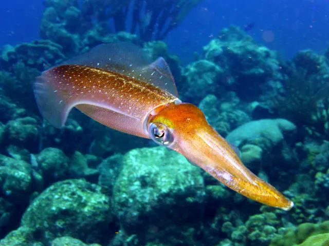 Underwater photograph by Joel Bergsma