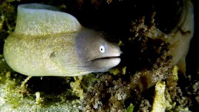 Underwater photograph by Joel Bergsma