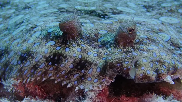 Eyes & mouth of Flounder