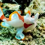 Underwater photograph by Joel Bergsma