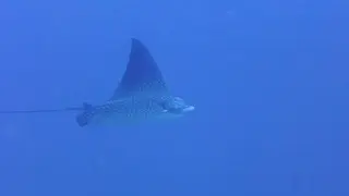 Spotted Eagle Ray