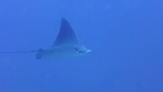 Spotted Eagle Ray