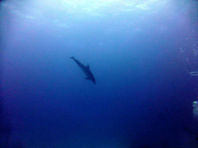 Underwater photograph by Joel Bergsma