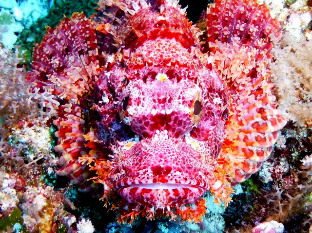 Underwater photograph by Joel Bergsma