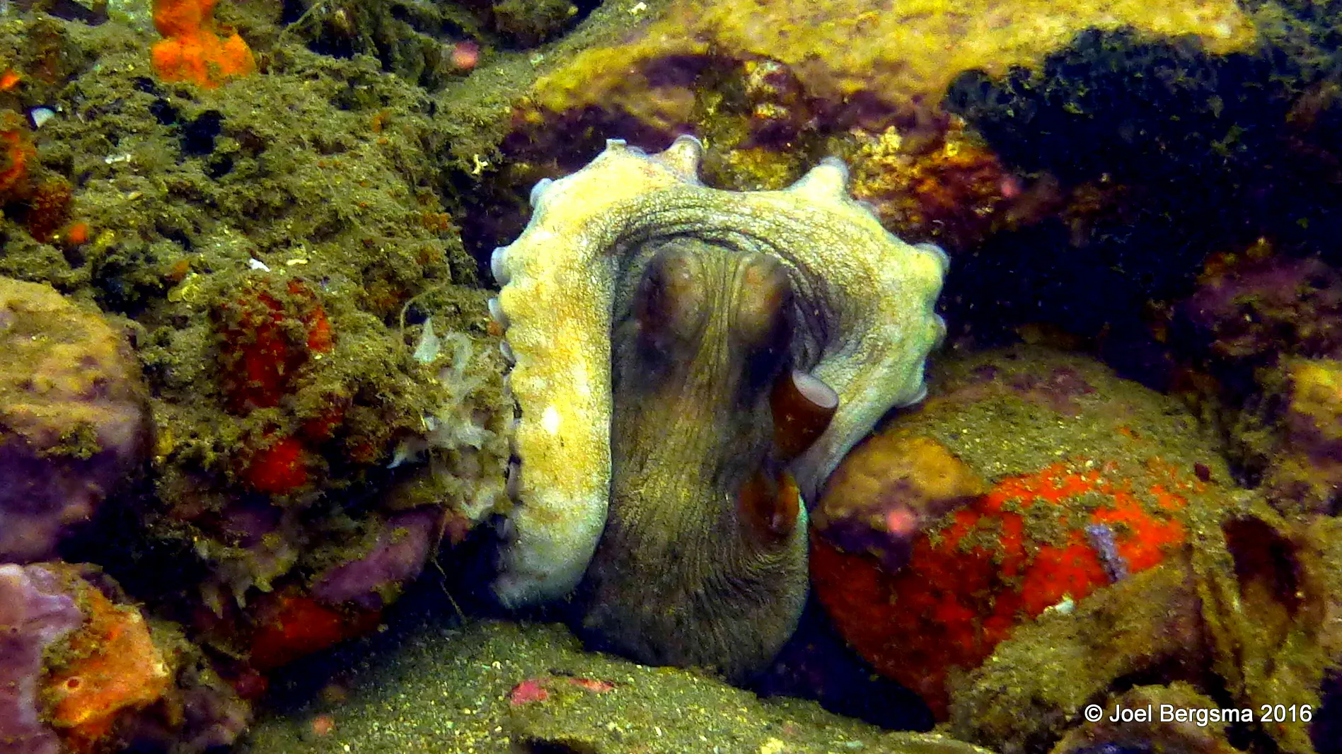 Octopus, Komodo, 2016