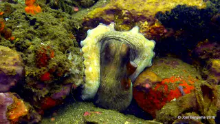 Underwater photograph by Joel Bergsma