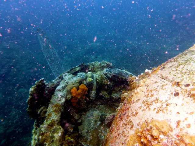 Underwater photograph by Joel Bergsma