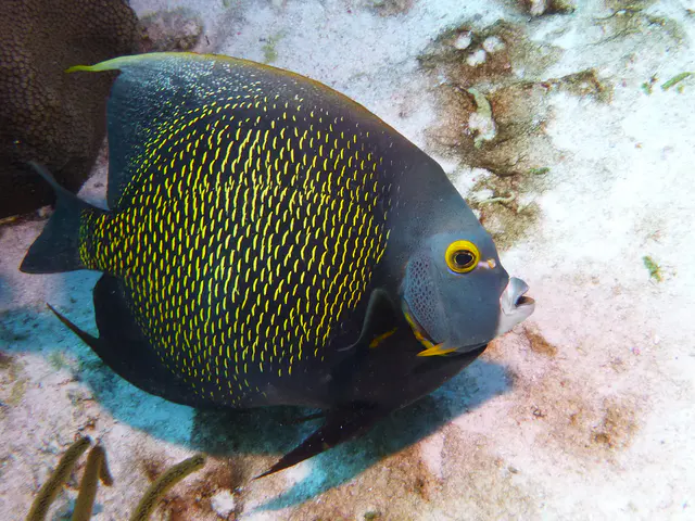 Underwater photograph by Joel Bergsma