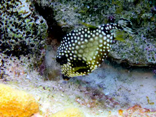 Underwater photograph by Joel Bergsma