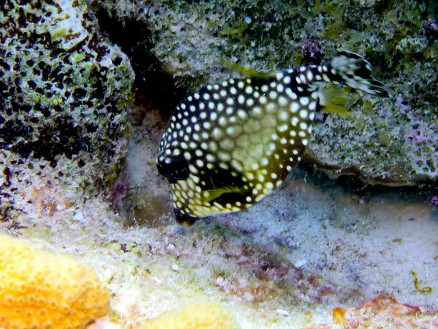 Underwater photograph by Joel Bergsma