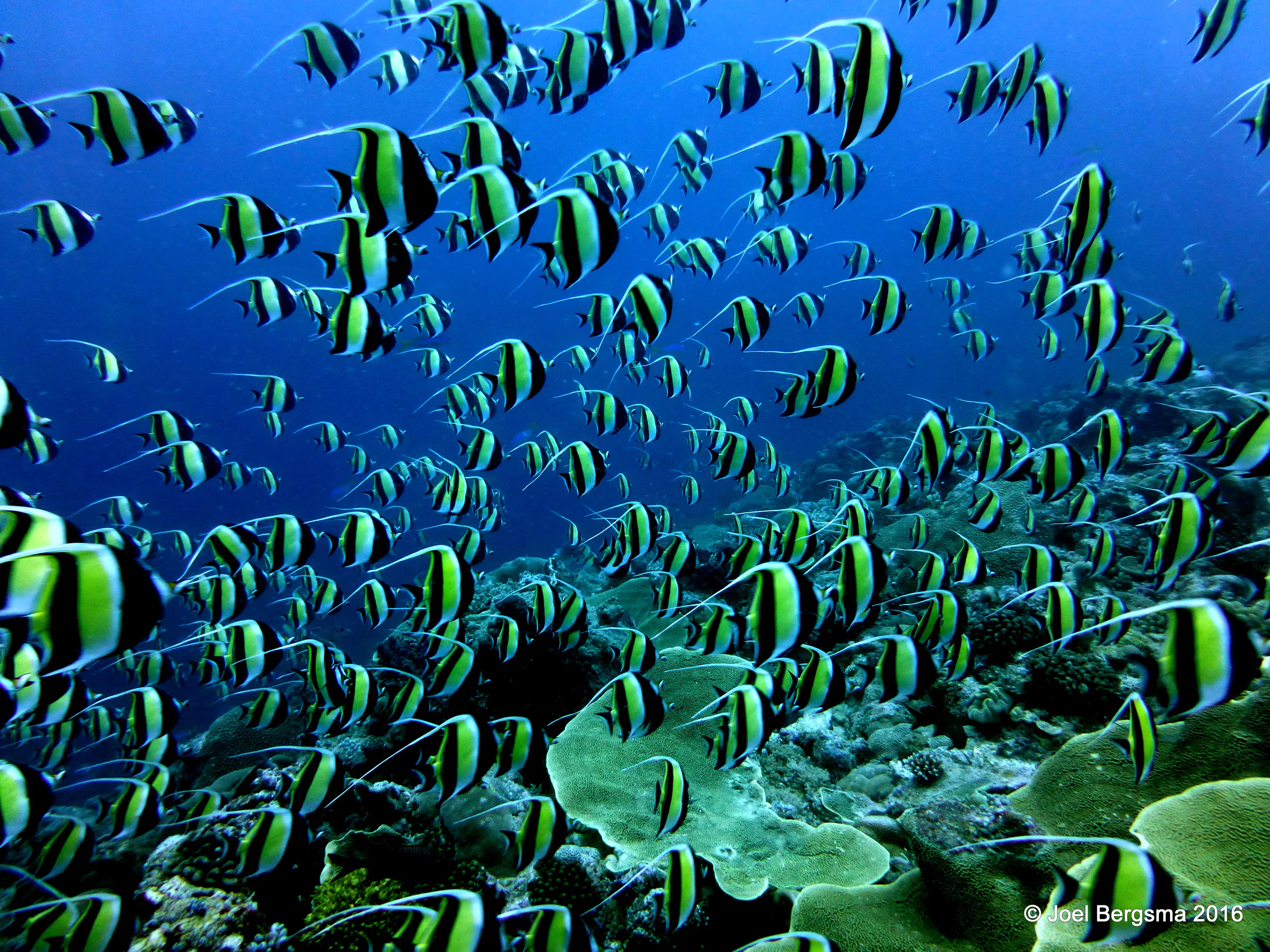 Moorish Idol, Palau, 2016