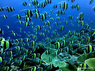 Underwater photograph by Joel Bergsma
