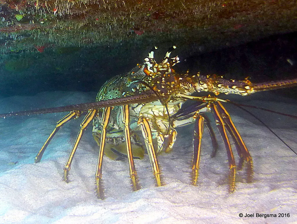 Spiny Lobster, Cayman Islands, 2016
