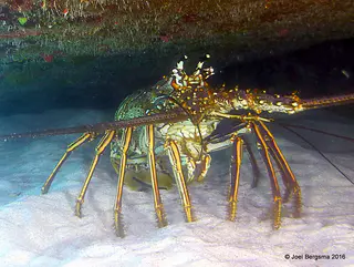 Underwater photograph by Joel Bergsma