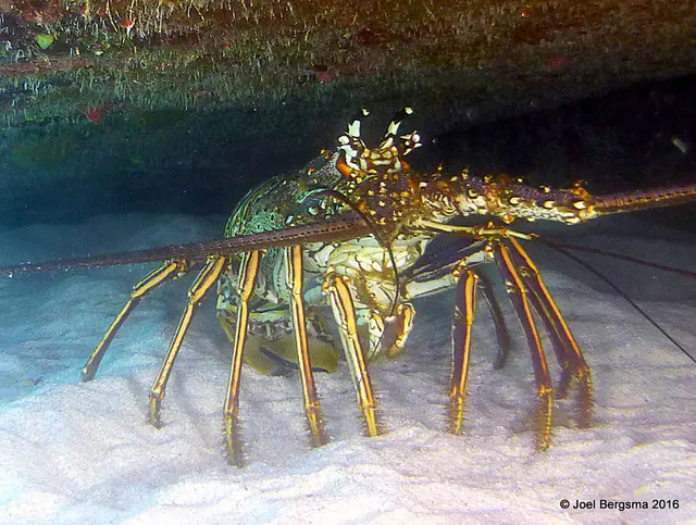 Underwater photograph by Joel Bergsma