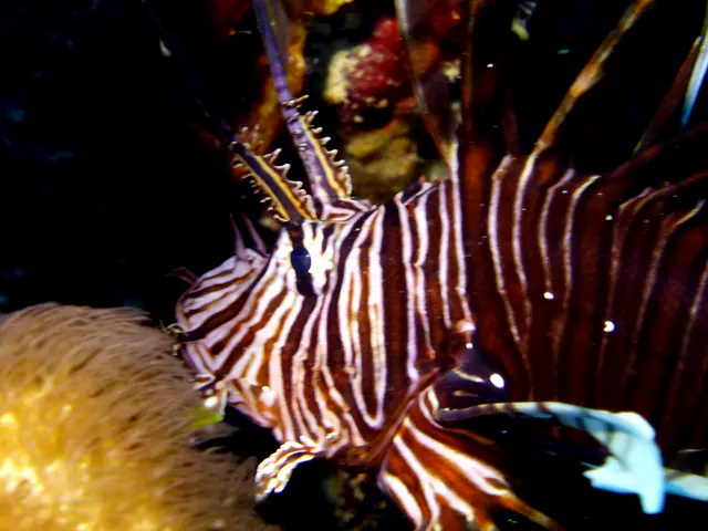 Underwater photograph by Joel Bergsma