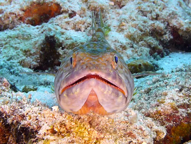 Underwater photograph by Joel Bergsma