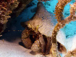 Underwater photograph by Joel Bergsma