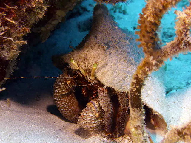 Underwater photograph by Joel Bergsma