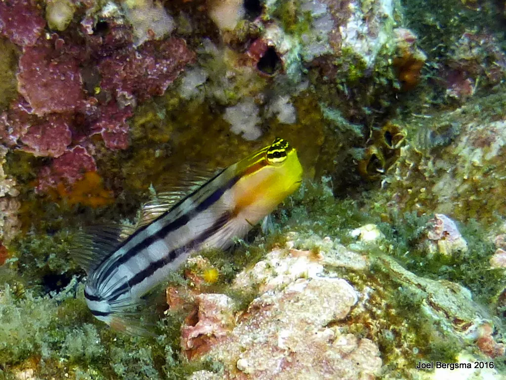 Blenny, Komodo, 2016