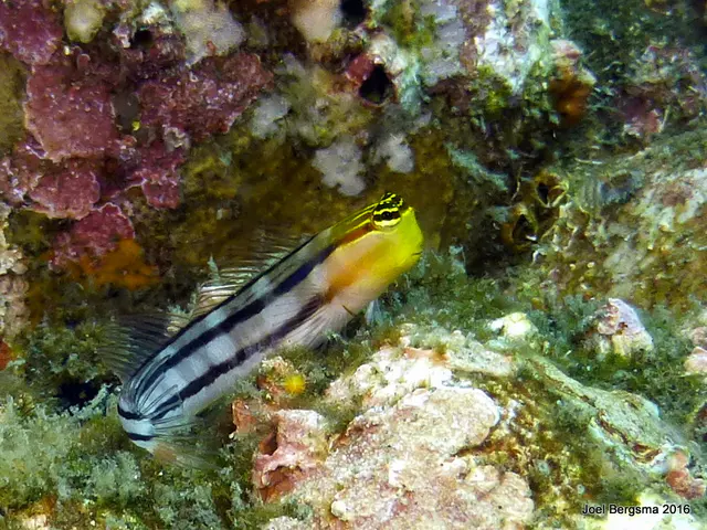Underwater photograph by Joel Bergsma