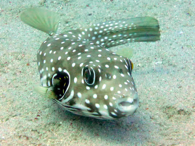 Underwater photograph by Joel Bergsma