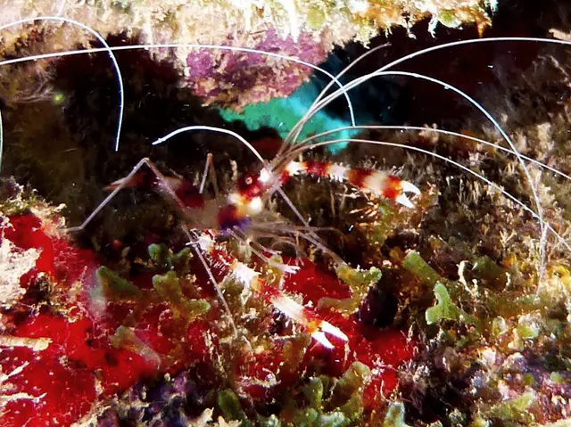 Underwater photograph by Joel Bergsma