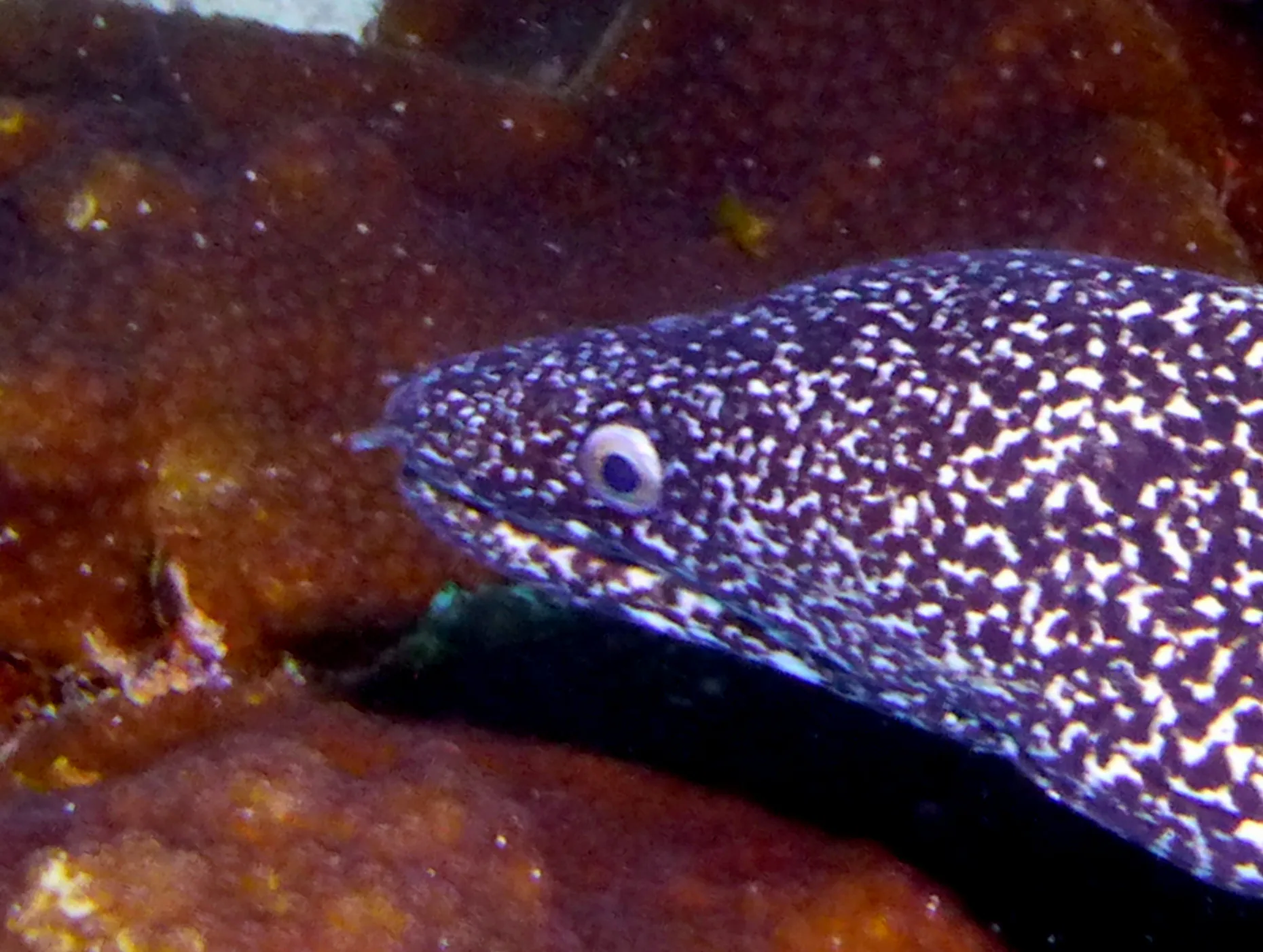 Spotted Moray Eel, Bonaire, 2013