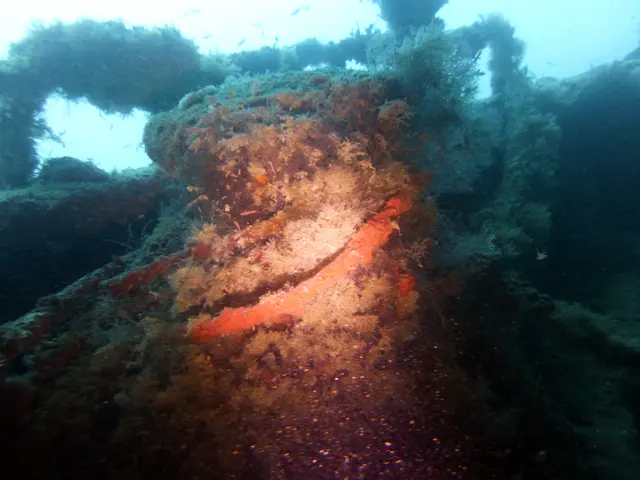Underwater photograph by Joel Bergsma