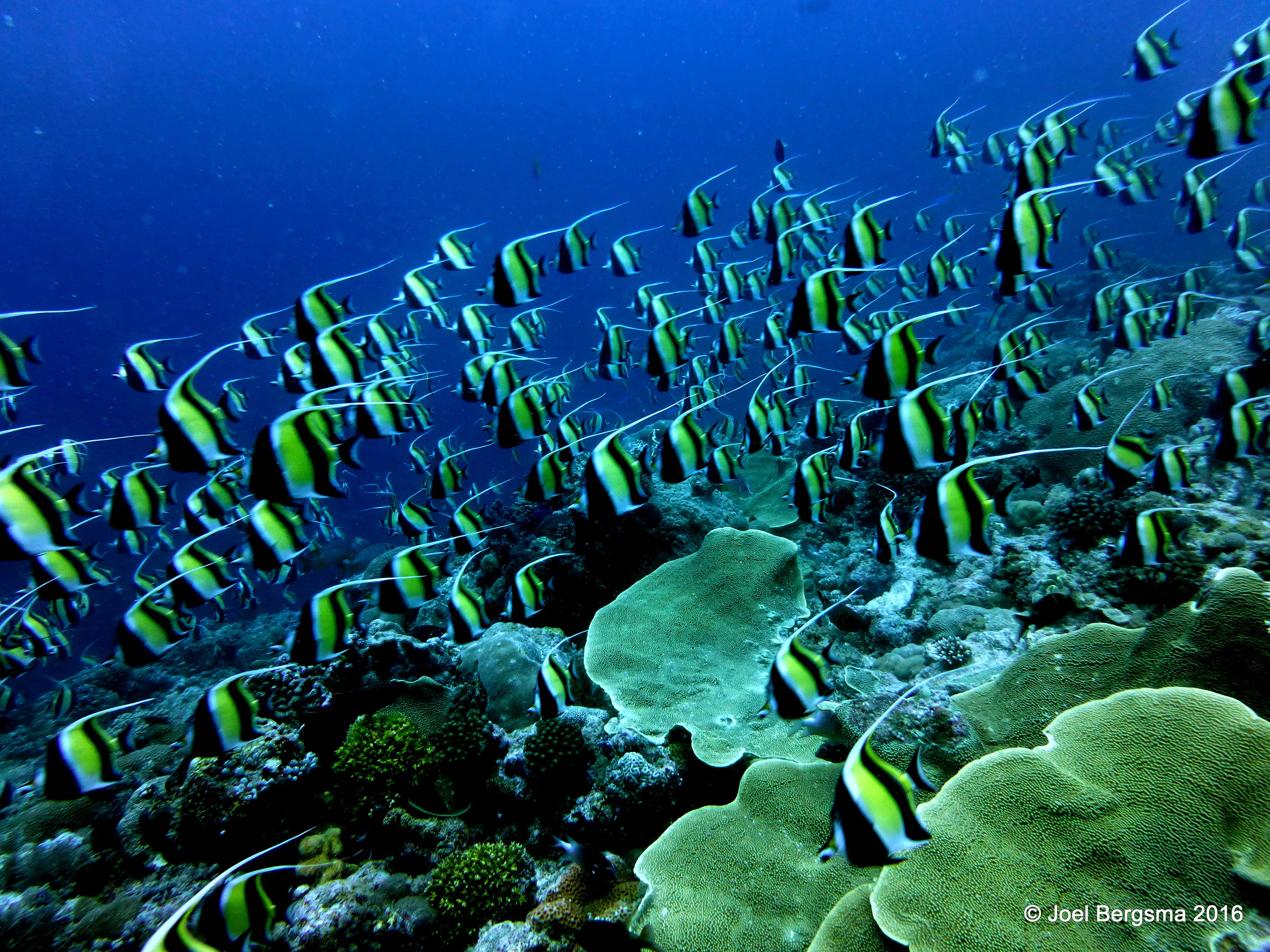 Moorish Idol, Palau, 2016