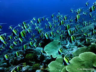Underwater photograph by Joel Bergsma