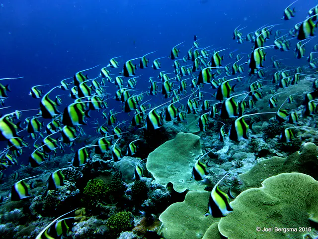Underwater photograph by Joel Bergsma