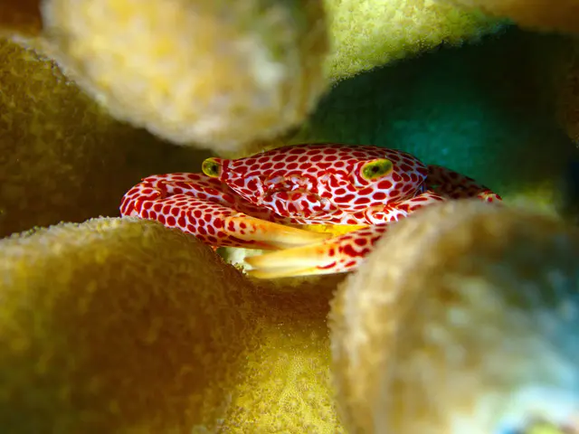 Underwater photograph by Joel Bergsma