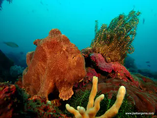 Underwater photograph by Joel Bergsma