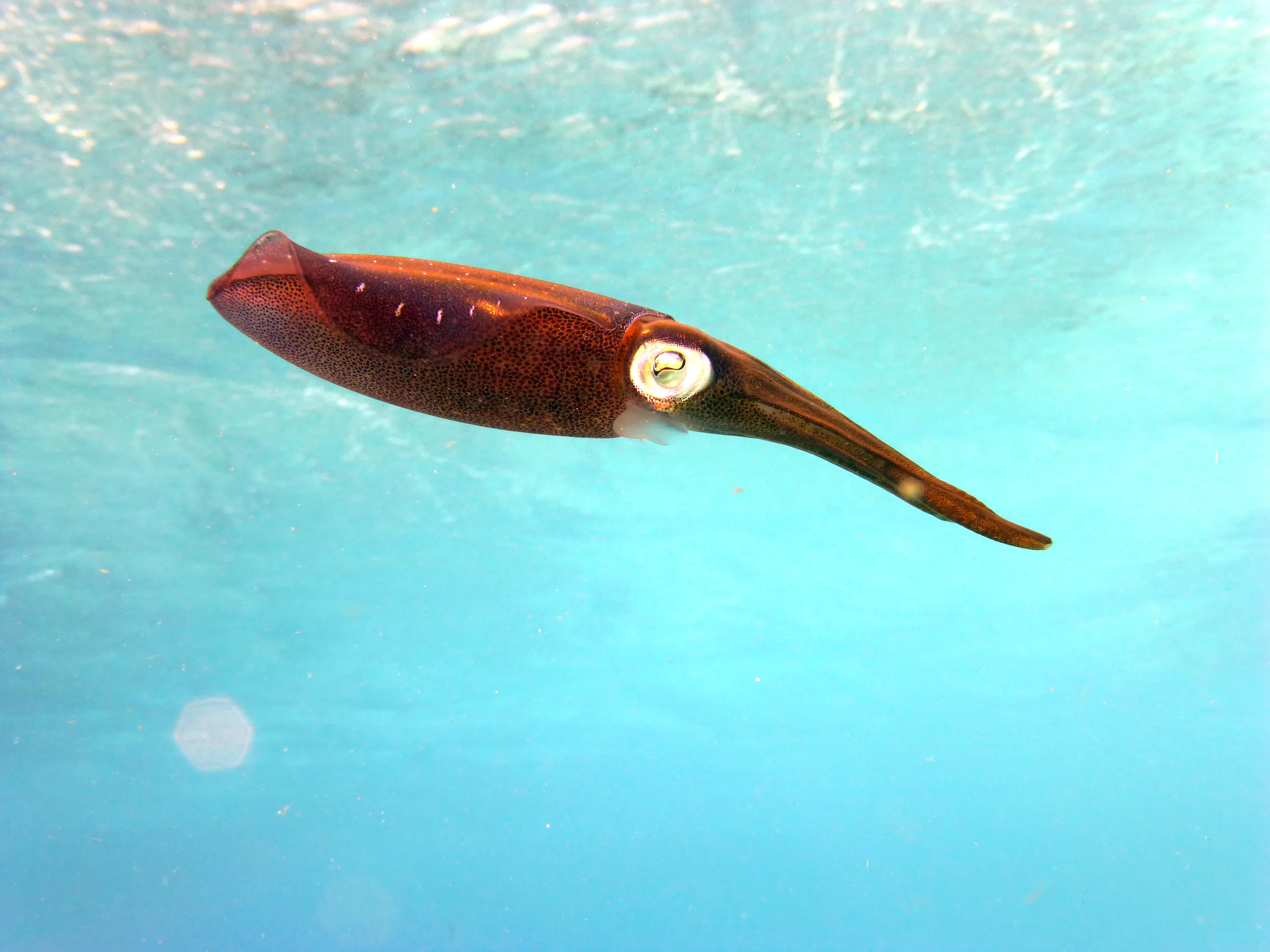 Squid, Bonaire, 2013