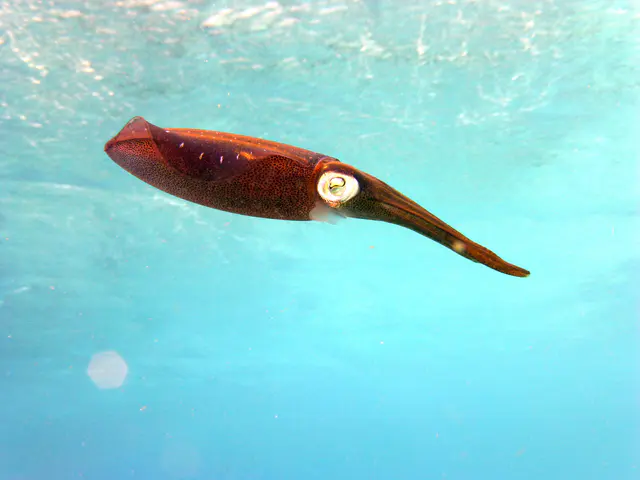 Underwater photograph by Joel Bergsma