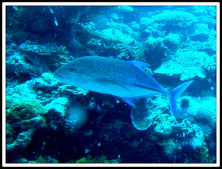 Trevally