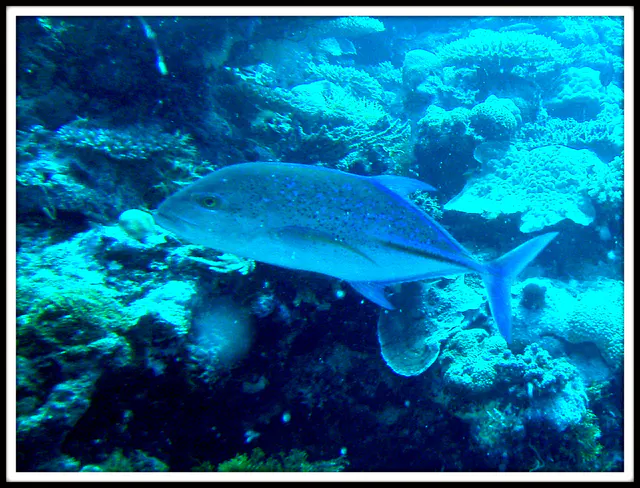 Trevally