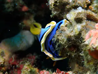 Underwater photograph by Joel Bergsma