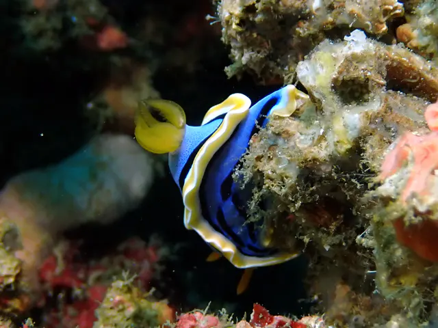 Underwater photograph by Joel Bergsma