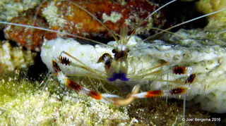 Banded Coral Shrimp with worm in its pinchers!