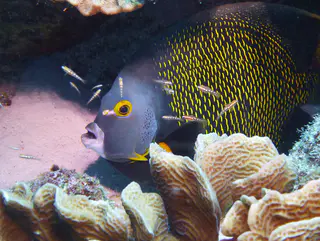 Underwater photograph by Joel Bergsma