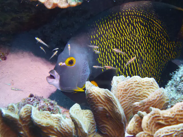 Underwater photograph by Joel Bergsma