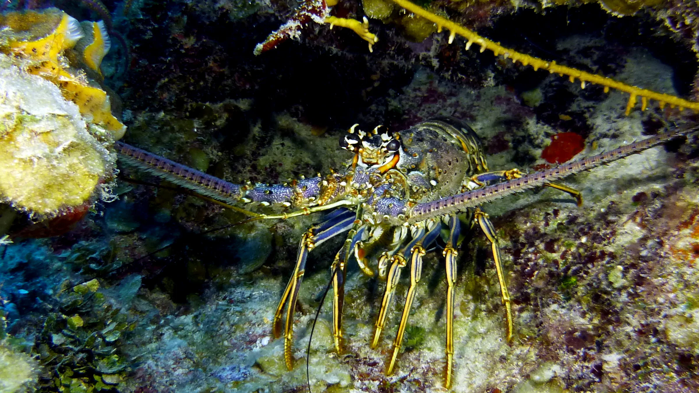 Spiny Lobster, Belize, 2017