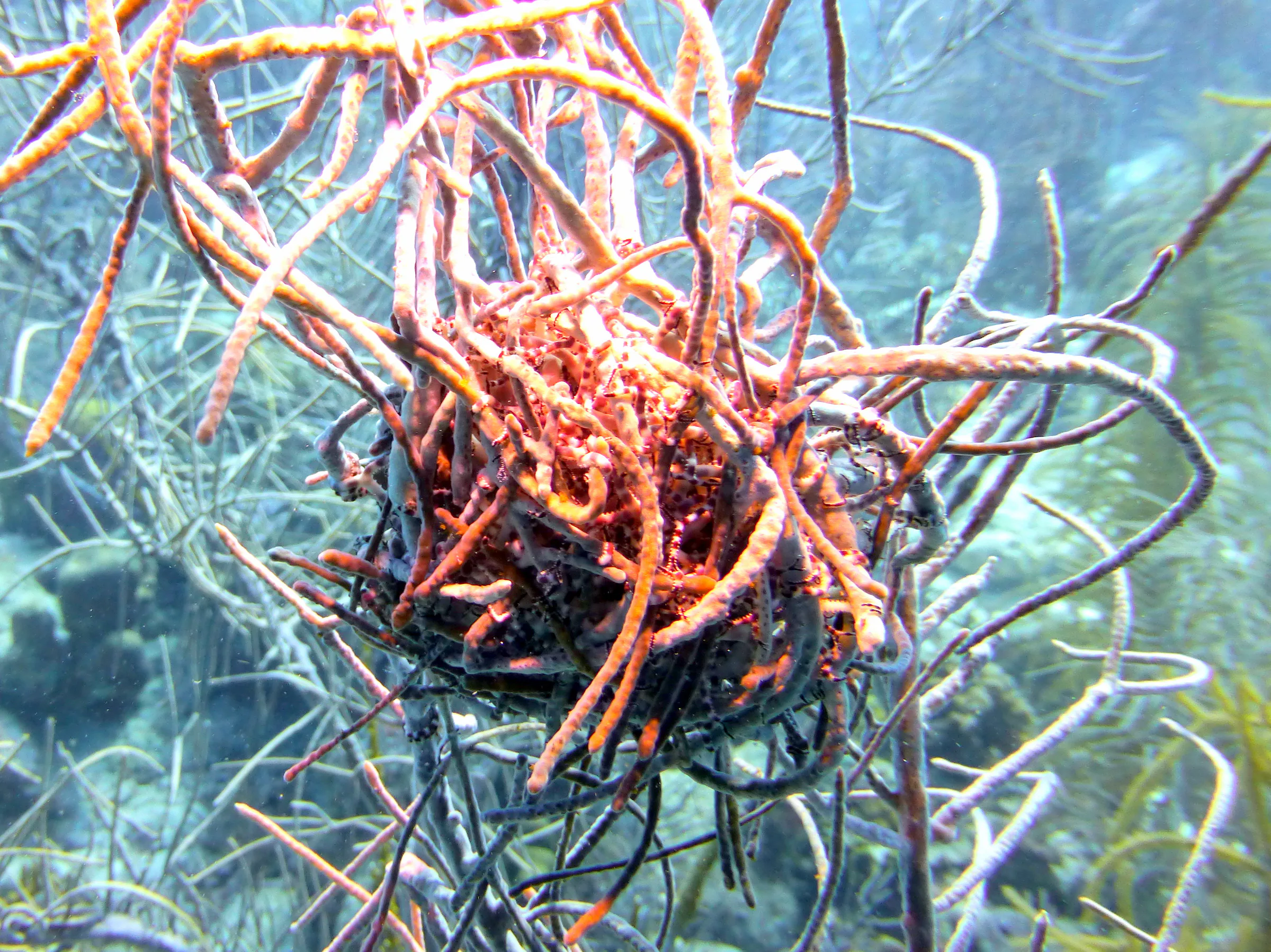 Worm, Bonaire, 2013